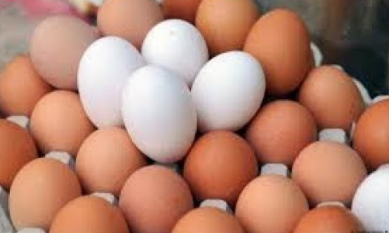 اسعار البيض2 اسعار البيض2